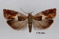 Epinotia tenerana