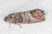 Cydia pomonella