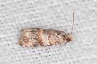 Lobesia botrana