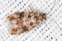 Lobesia botrana