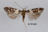 Recurvaria leucatella
