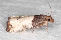 Notocelia roborana