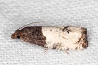 Notocelia roborana