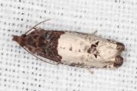 Notocelia roborana