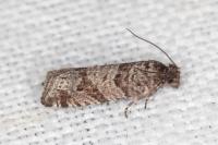 Rhopobota stagnana