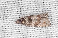 Rhopobota stagnana