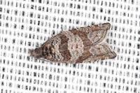 Rhopobota stagnana