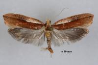Ypsolopha parenthesella