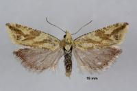 Thiodia citrana