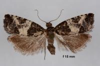 Spilonota laricana