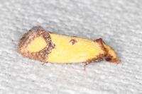 Agapeta zoegana