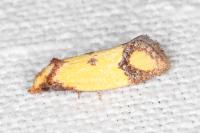 Agapeta zoegana