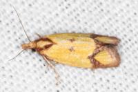 Agapeta zoegana