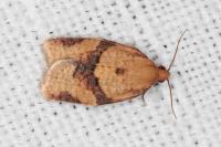 Clepsis consimilana