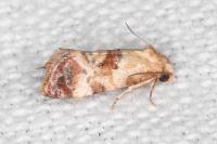 Neocochylis millierana