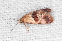 Neocochylis millierana