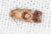 Neocochylis millierana