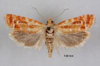 Rhyacionia buoliana