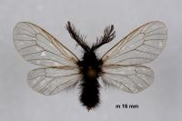 Ptilocephala pyrenaella pyrenaella