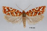 Aneuxanthis locupletana