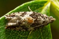 Epinotia nisella