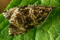 Celypha lacunana
