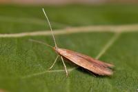 Coleophora lithargyrinella