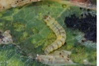 Phyllonorycter corylifoliella