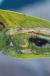 Phyllonorycter corylifoliella