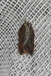 Acleris cristana