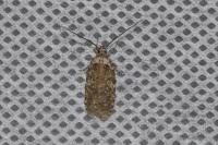Agonopterix ciliella/heracliana