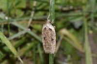 Agonopterix scopariella
