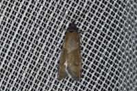 Tortricodes alternella