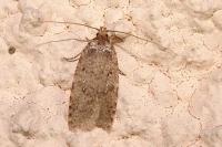 Agonopterix ciliella/heracliana