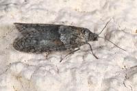 Tortricodes alternella