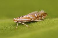 Phyllonorycter ulicicolella