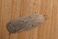 Agonopterix