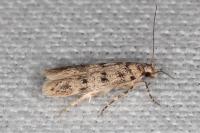 Bryotropha domestica