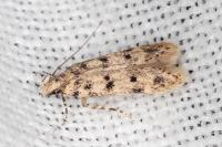 Bryotropha domestica