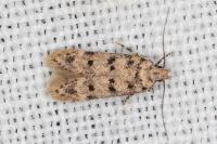 Bryotropha domestica