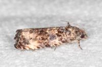 Endothenia oblongana