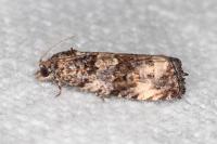 Endothenia oblongana