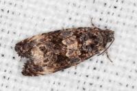 Endothenia oblongana