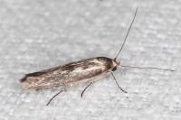 Scythris dissimilella