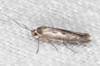 Scythris dissimilella