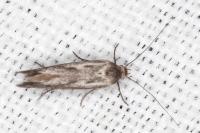 Scythris dissimilella