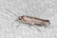 Scythris dissimilella