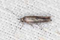 Scythris dissimilella