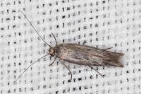 Scythris dissimilella