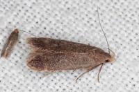 Anacampsis scintillella